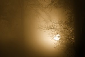 Mist Trees and rising sun