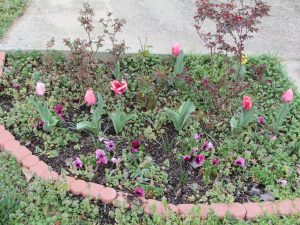 Photo of overgrown rose garden