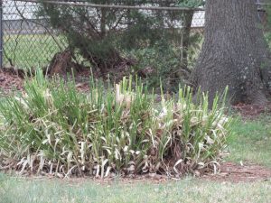 Photo of chopped ornamental grass