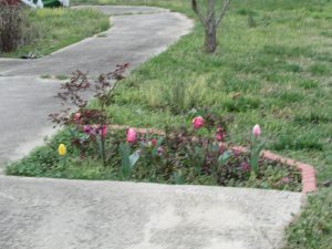 Photo of overgrown rose garden