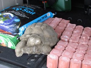 Photo of Cement Turtle