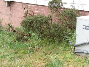 Photo of azalea bushes