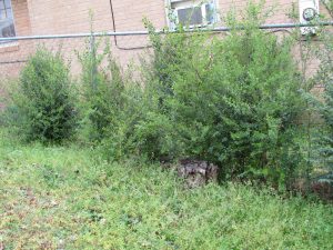 Photo of bushes growing through fence