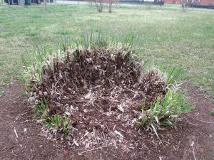 Photo of rotted center of ornamental grass