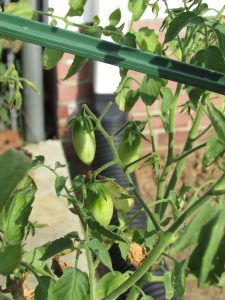 Tomatoes coming in